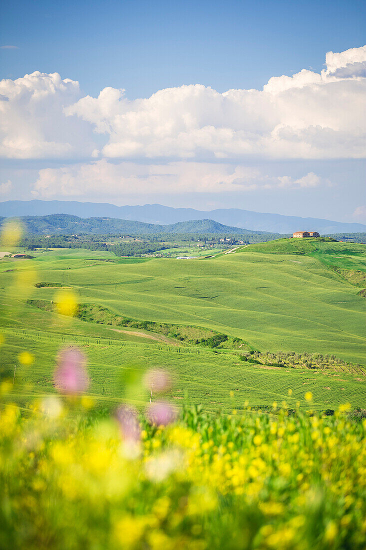 Mucigliani countryside, Crete senesi, Tuscany, Italy