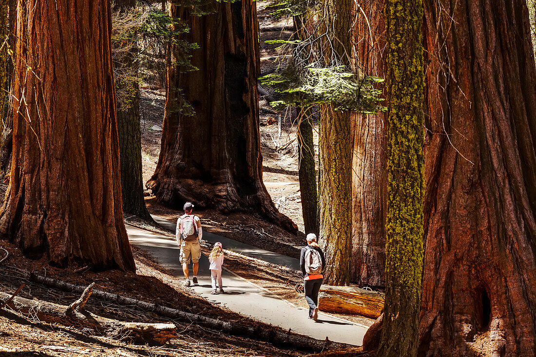 'A family walking among Giant sequoia trees, Sequoia National Park; California, United States of America'