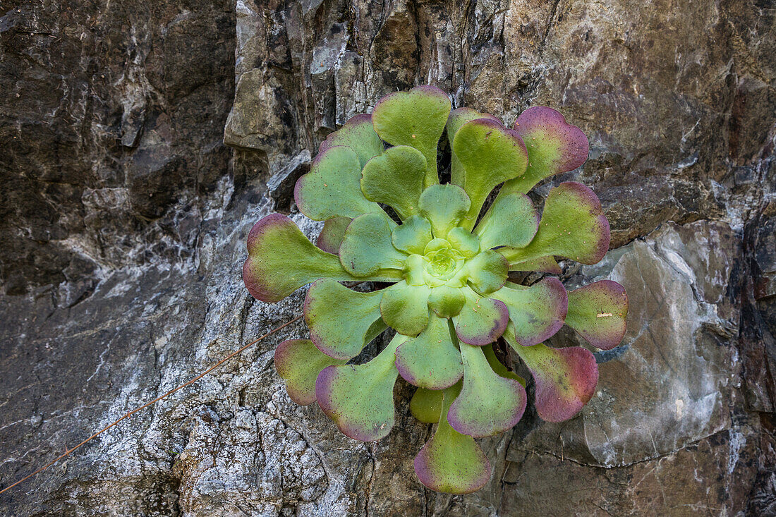 Botanik, Aeonium, endemisch, Dickblattgewächse, grün, Pflanzen, Kanaren, La Gomera, Kanarische Inseln, Spanien