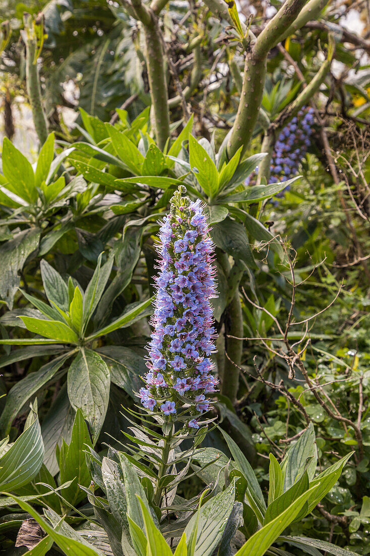 blue flowering native plant, Echium acanthocarpum, Mirador El Rejo, taginaste azul, endemic, La Gomera, Canary Islands, Spain
