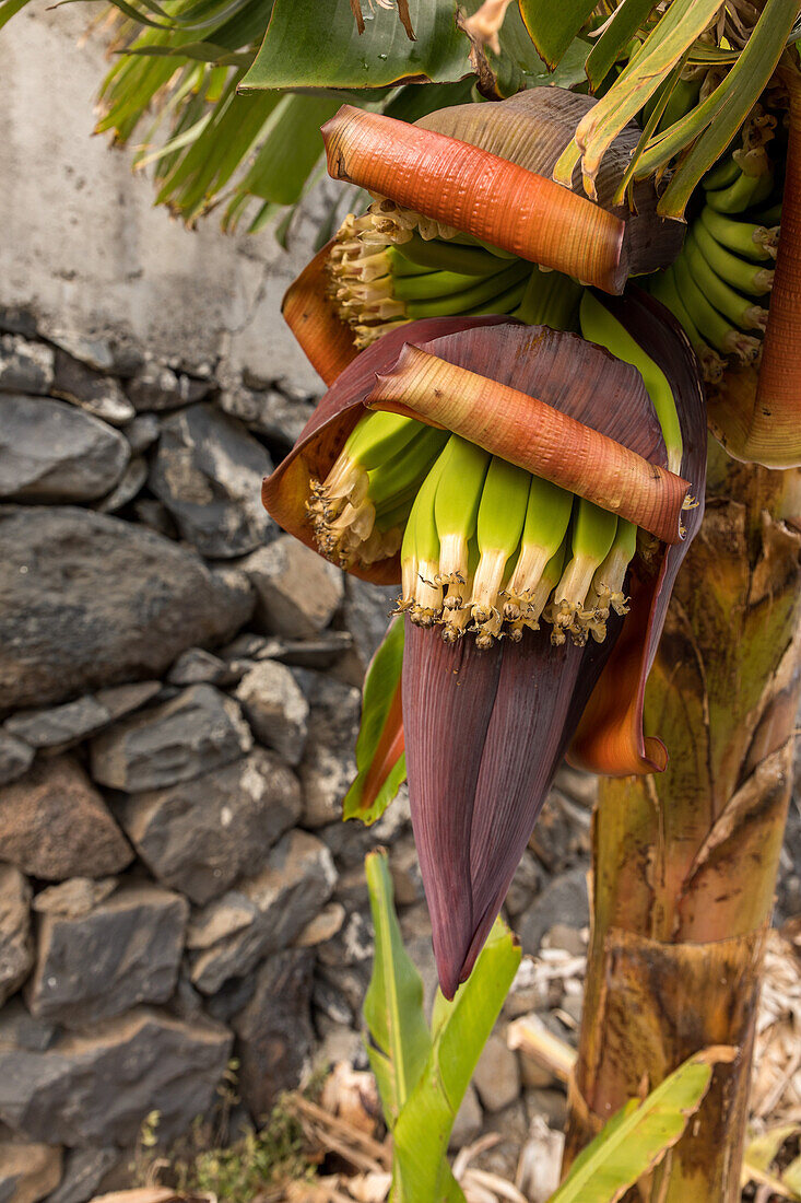 Bananen, Pflanze, Blütenstand, La Gomera, Kanaren, Kanarische Inseln, Spanien