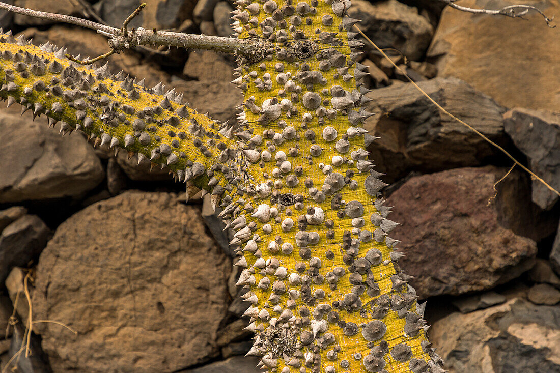 Silk floss tree, Ceiba speciosa, spiky, trunk, climb at own risk, La Gomera, Canary Islands, Spain