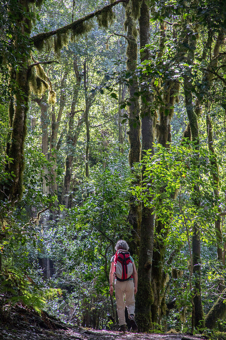 Wanderweg, Wandern, Bartflechten, immergrün, Baumheide, Lorbeerwald, Laurisilva in Nationalpark Garajonay, La Gomera, Kanaren, Kanarische Inseln, Spanien