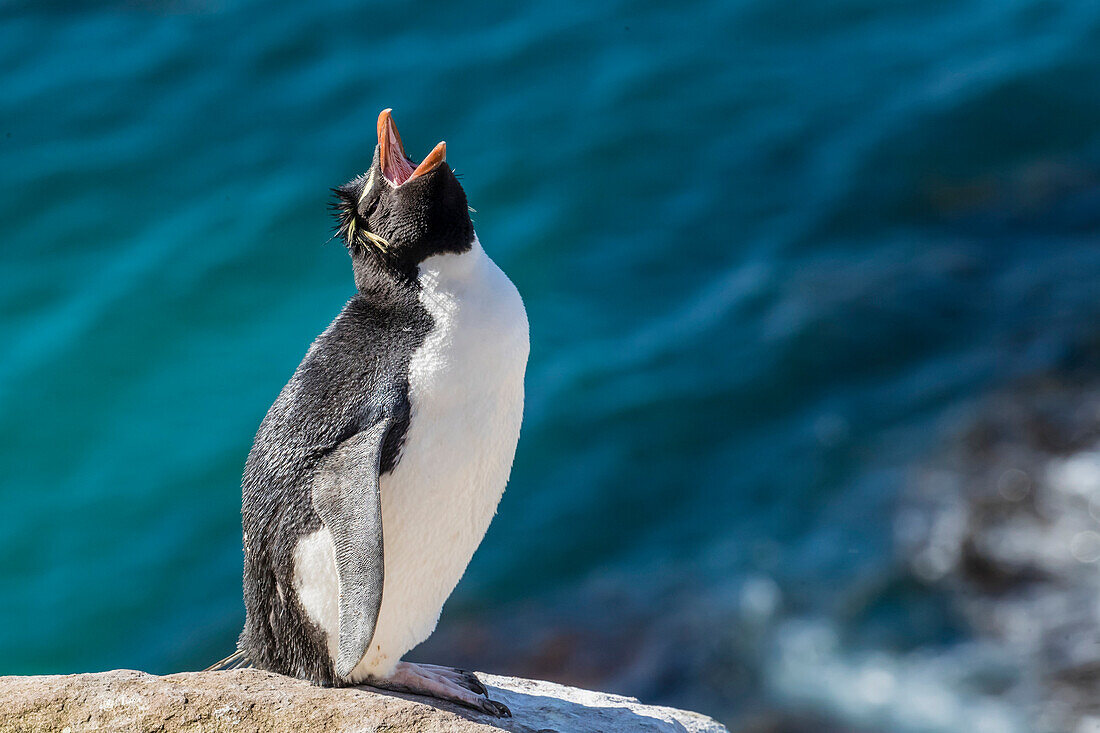 Adult southern rockhopper penguin (Eudyptes chrysocome) at breeding colony on Saunders Island, Falkland Islands, South America