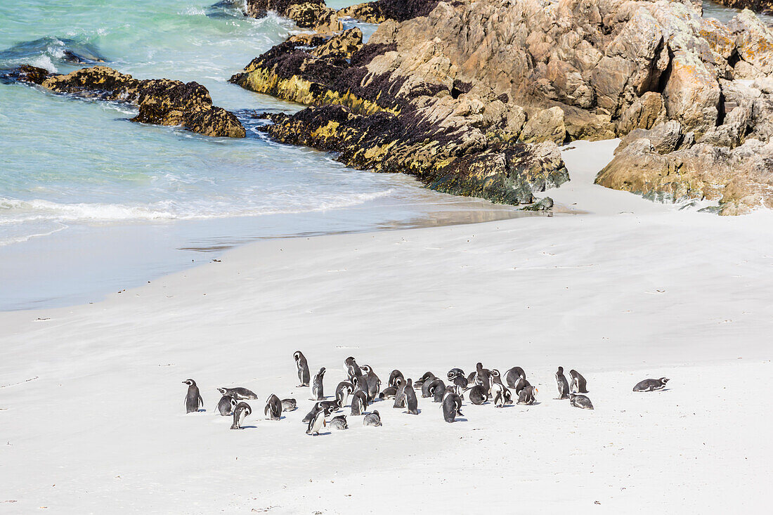 Adult Magellanic penguins (Spheniscus magellanicus) on the beach at Gypsy Cove, East Island, Falkland Islands, South America
