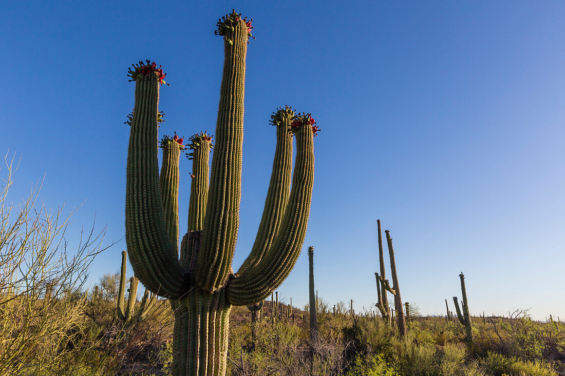 Sunrise on saguaro cactus in bloom (Carnegiea gigantea), Sweetwater Preserve, Tucson, Arizona, United States of America, North America