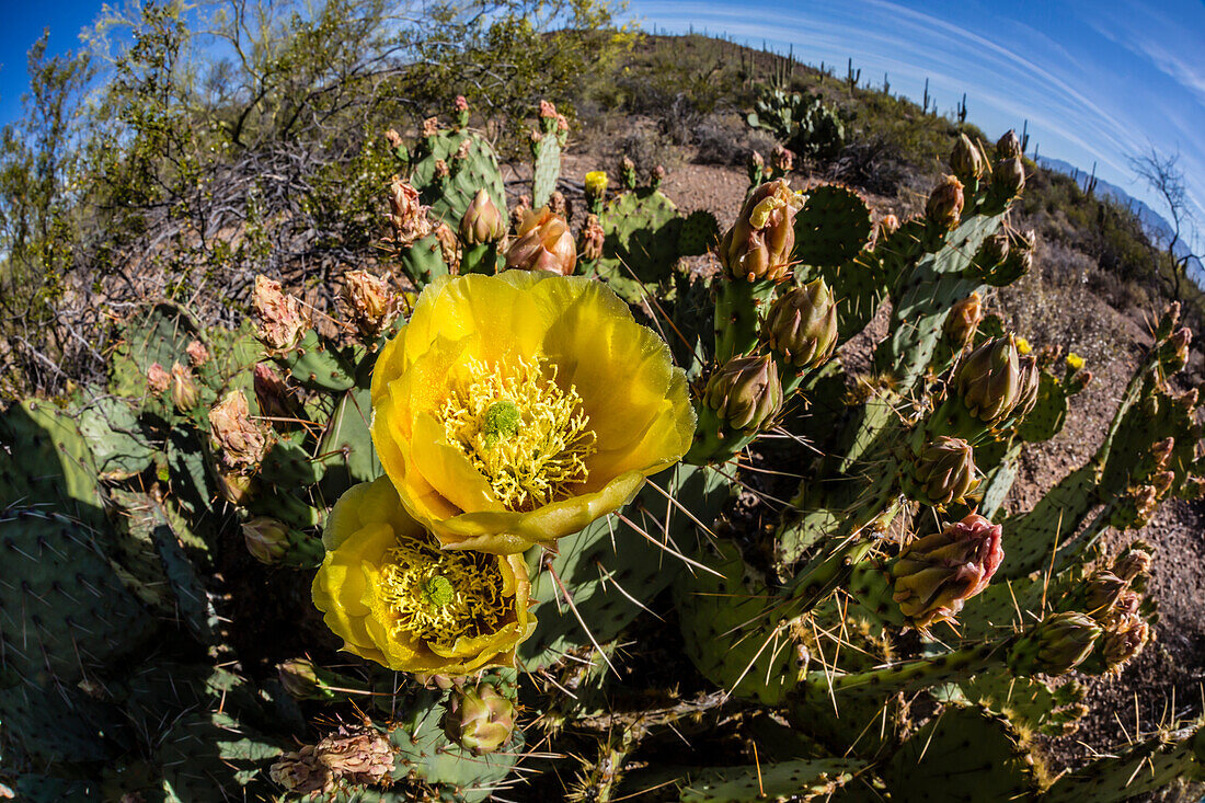 Flowering prickly pear cactus (Opuntia ficus-indica), in the Sweetwater Preserve, Tucson, Arizona, United States of America, North America