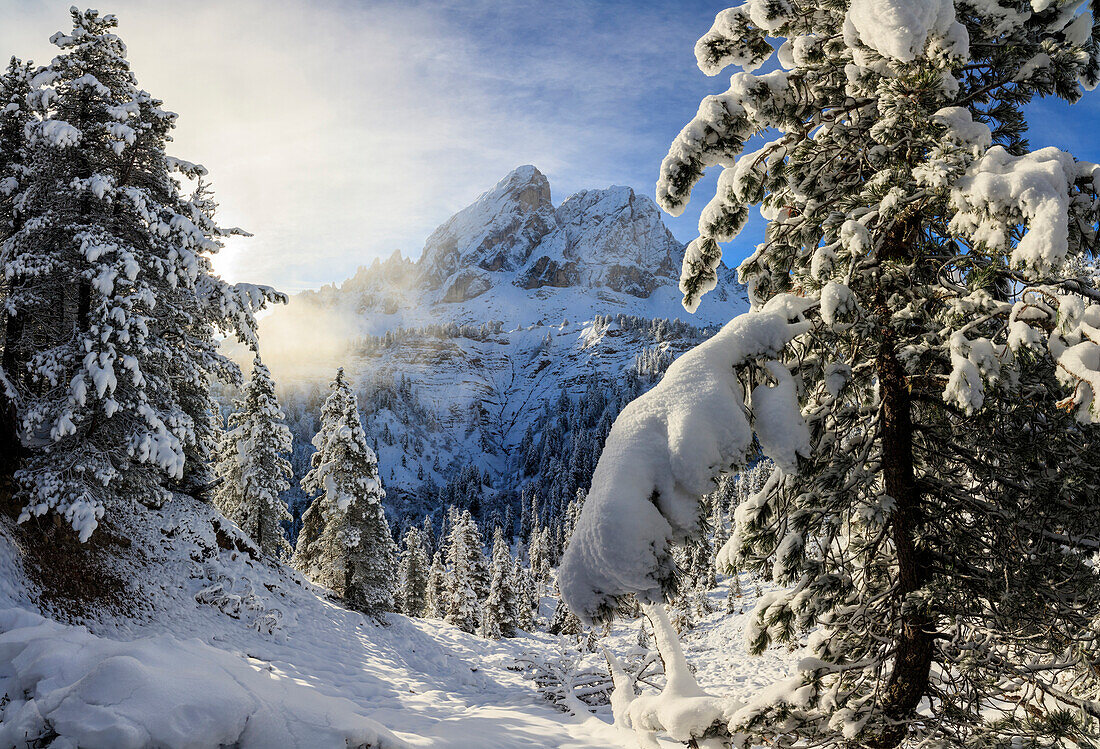 The sun illuminates the snowy trees and Sass De Putia in the background, Passo Delle Erbe, Funes Valley, South Tyrol, Italy, Europe
