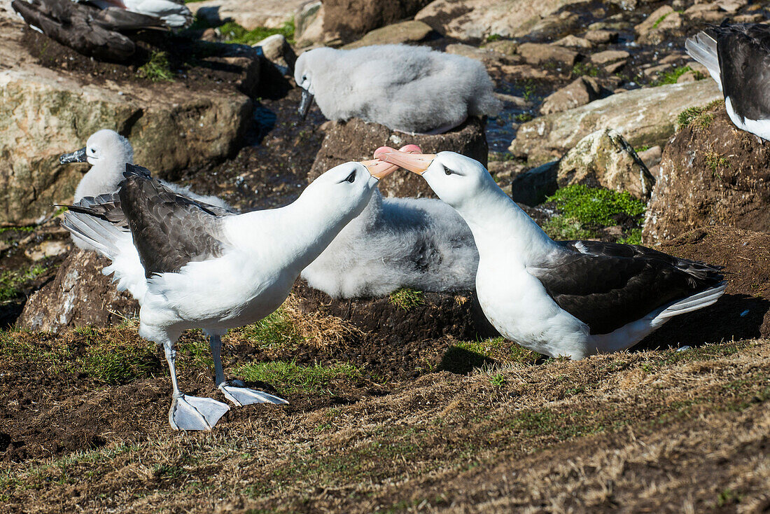 Colony of black-browed albatross mother feeding a chick (Thalassarche melanophris), Saunders Island, Falklands, South America