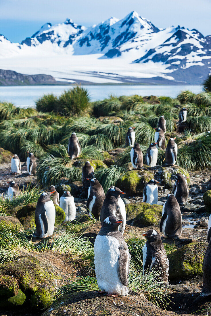 Gentoo penguins (Pygoscelis papua) colony, Prion Island, South Georgia, Antarctica, Polar Regions