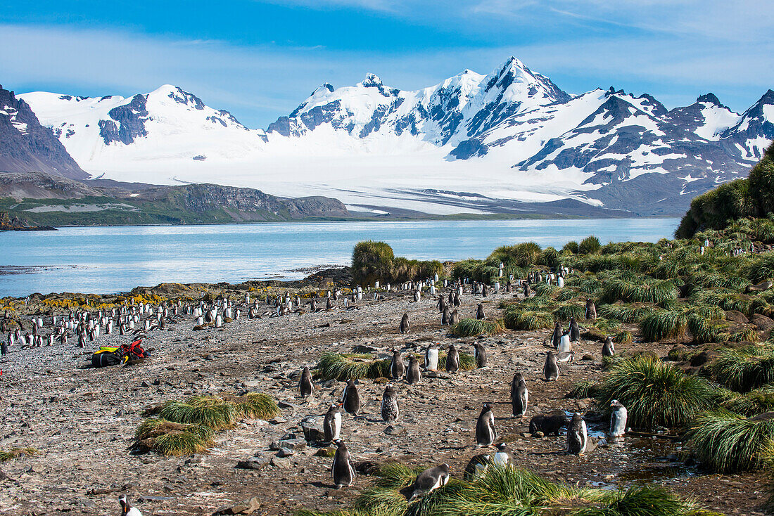 Gentoo penguin (Pygoscelis papua) colony, Prion Island, South Georgia, Antarctica, Polar Regions
