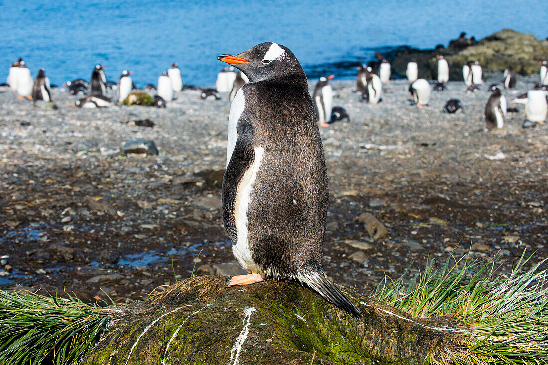 Gentoo penguin (Pygoscelis papua) close up, Prion Island, South Georgia, Antarctica, Polar Regions