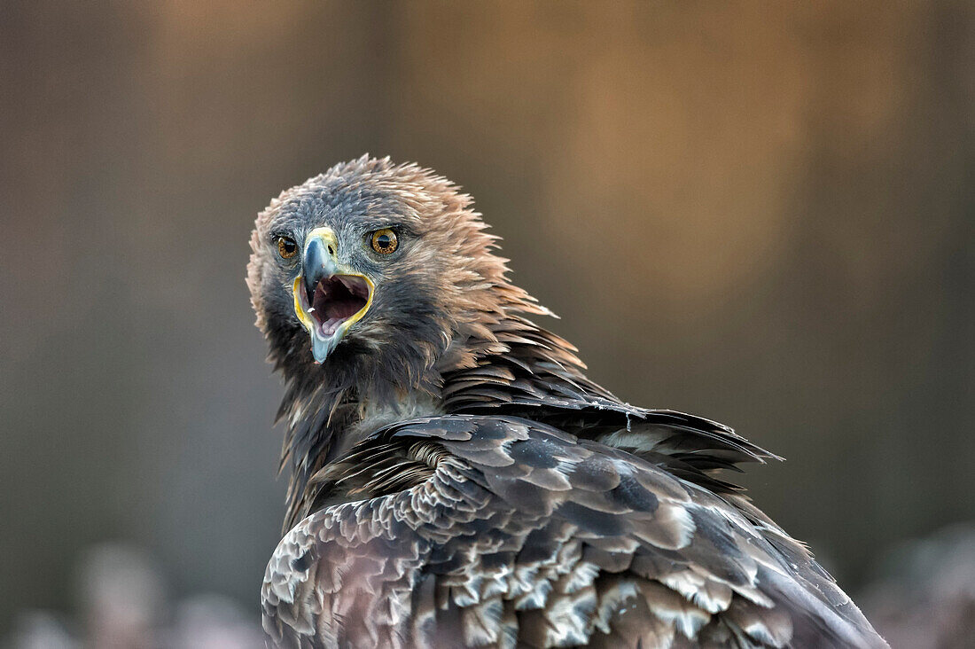 Golden eagle (Aquila chrysaetos), Sweden, Scandinavia, Europe