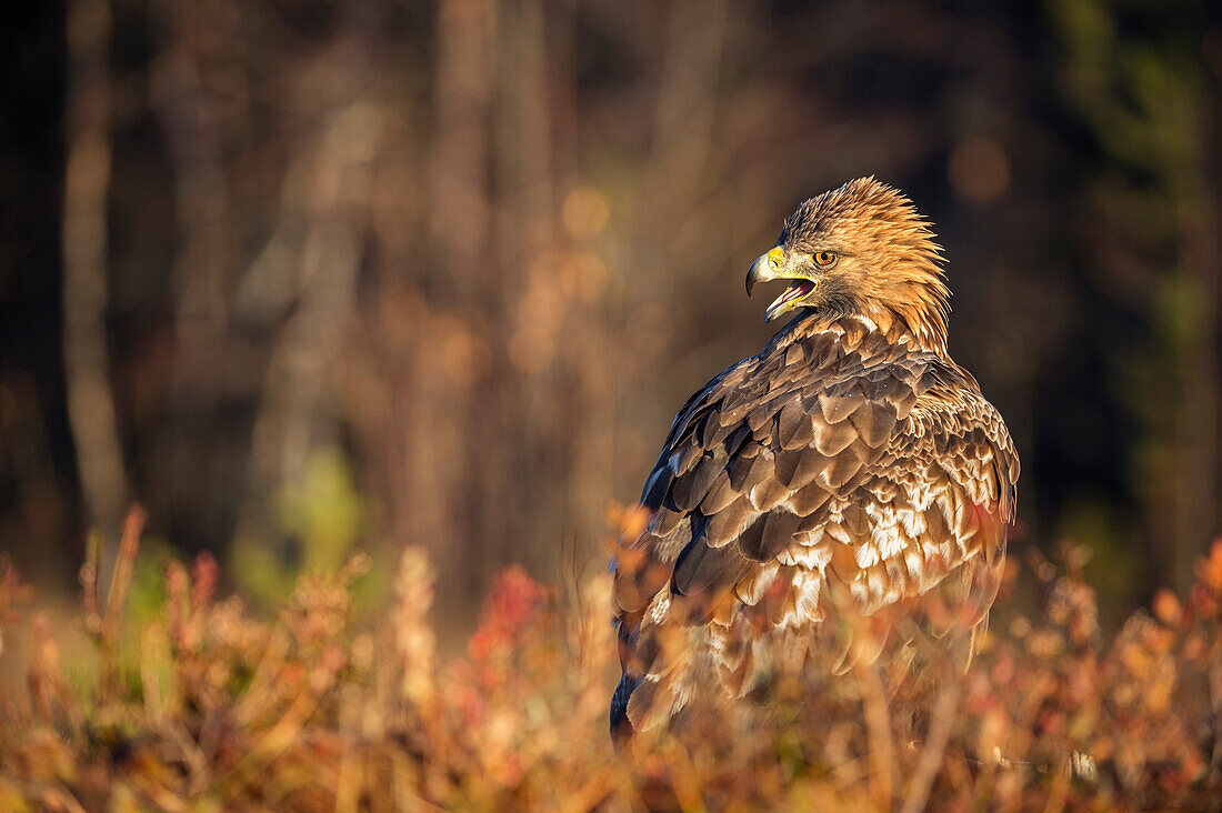 Golden eagle (Aquila chrysaetos), Sweden, Scandinavia, Europe