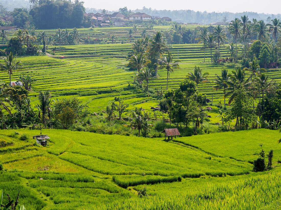 Rice terraces, Bali, Indonesia, Southeast Asia, Asia