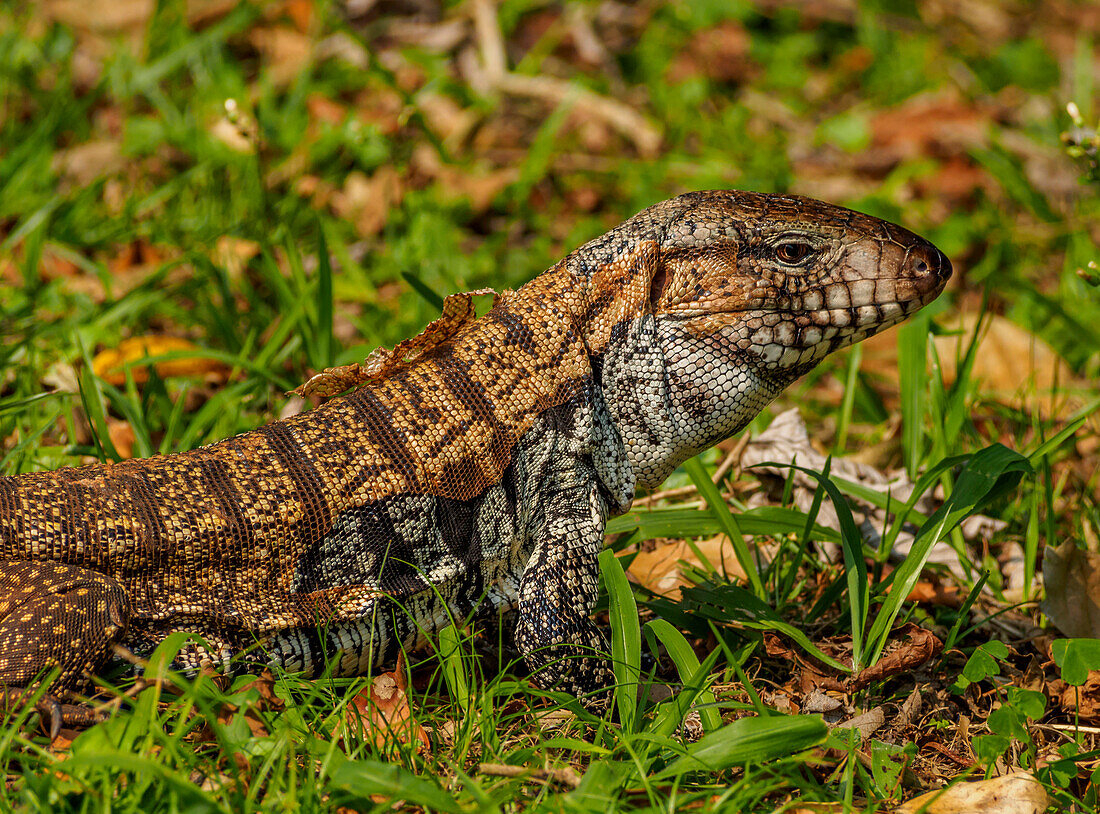 Lizard in the forest next to the Iguazu Falls, Foz do Iguacu, State of Parana, Brazil, South America