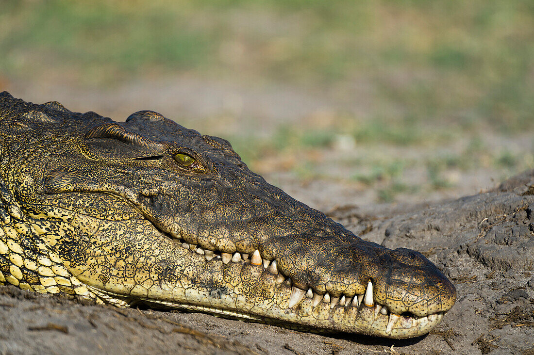 A Nile crocodile (Crocodylus niloticus) on a river bank, Chobe National Park, Botswana, Africa