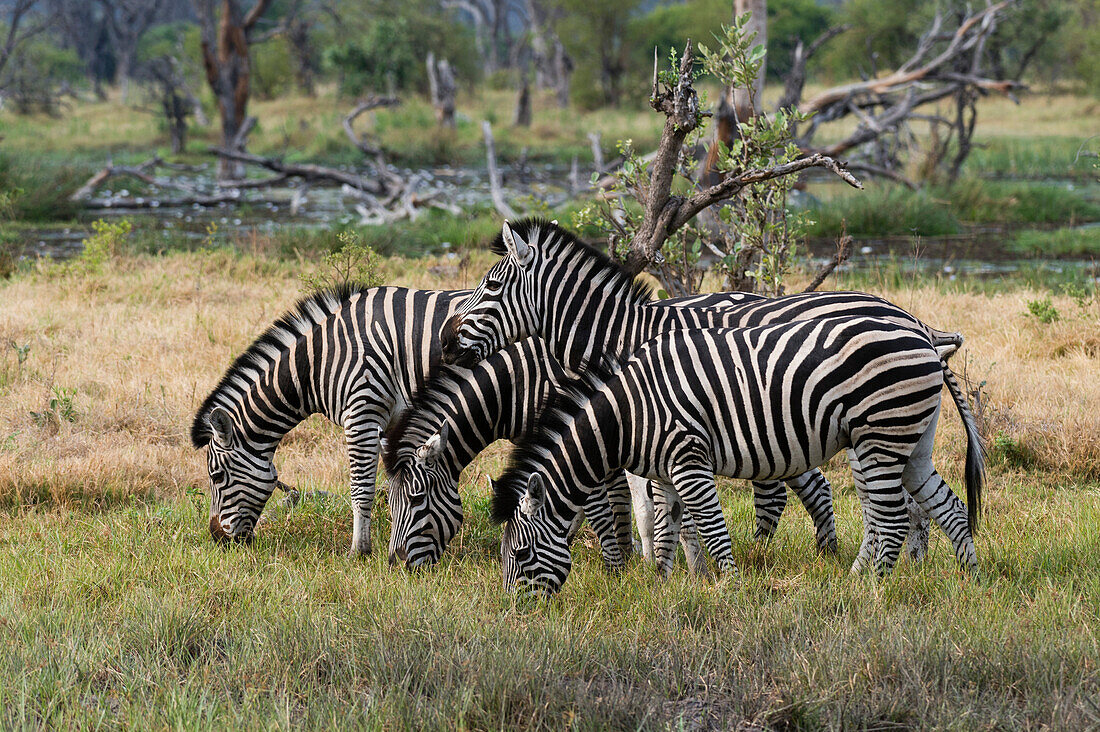 Burchell's zebra (Equus burchellii), Khwai Concession, Okavango Delta, Botswana, Africa