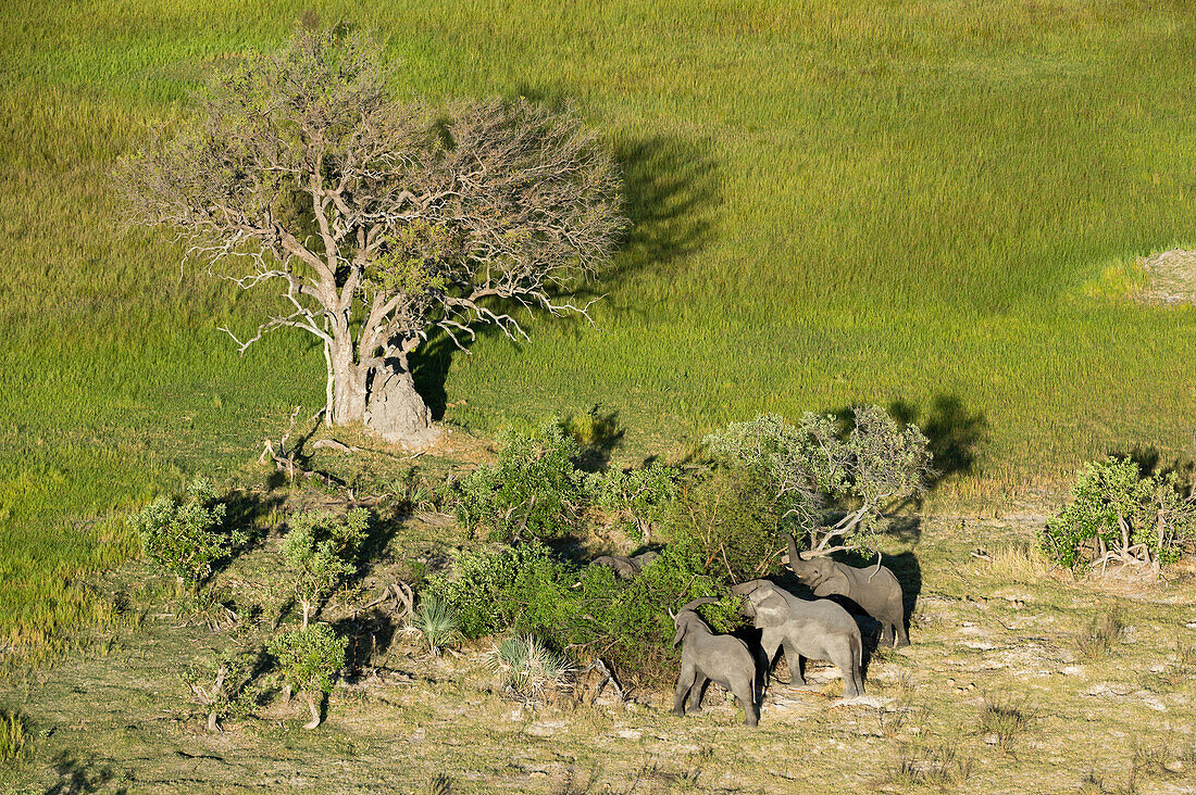 Aerial view of African elephants (Loxodonta africana), Okavango Delta, Botswana, Africa