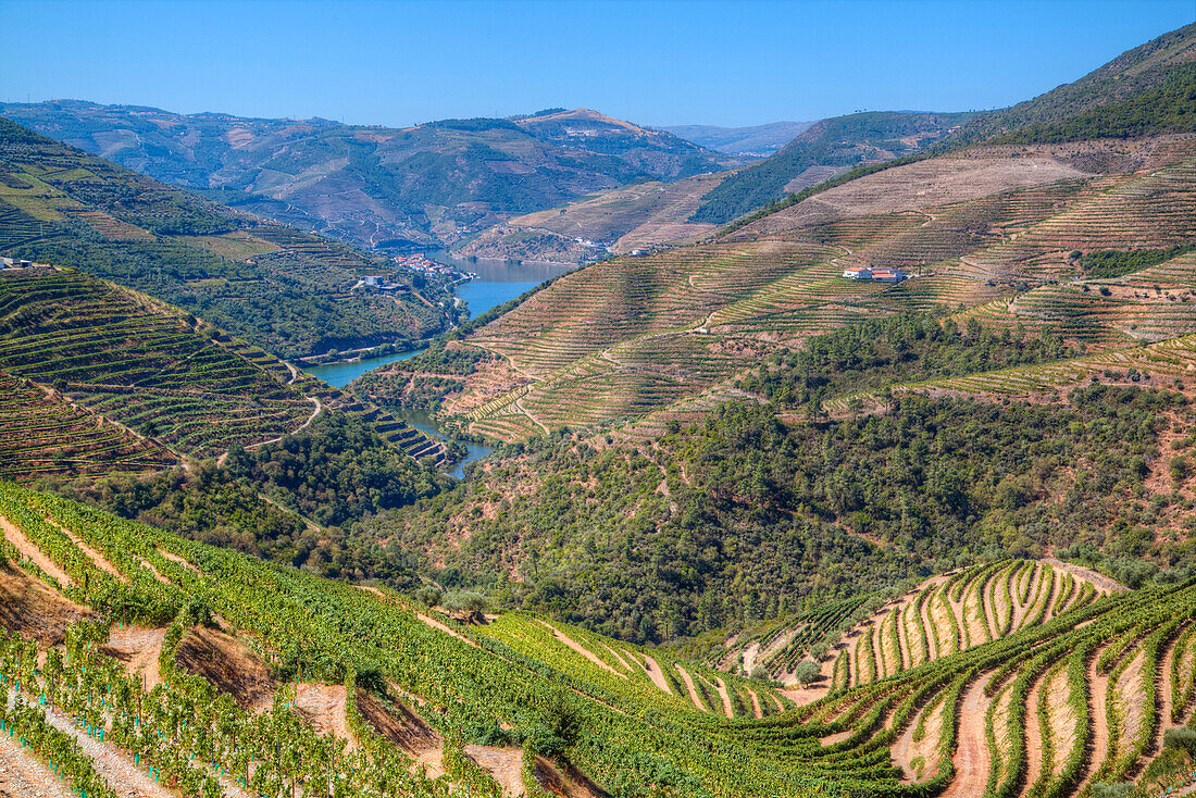 Vineyards and the Douro River, Alto Douro Wine Valley, UNESCO World Heritage Site, Portugal, Europe