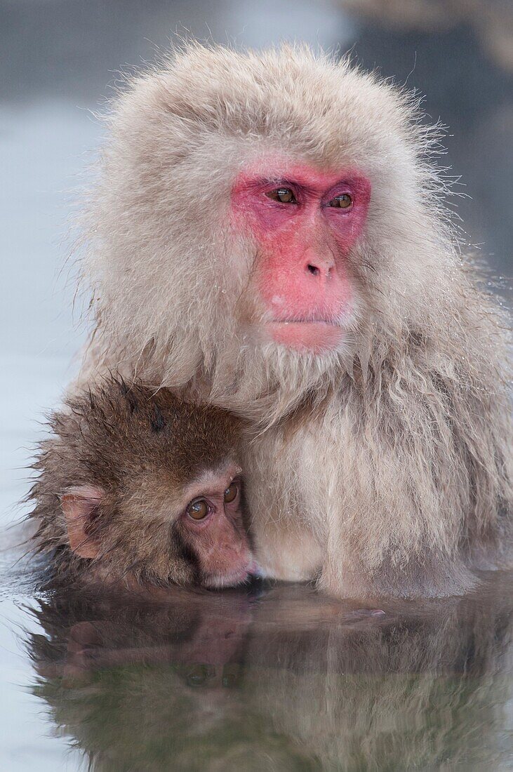 Japanese macaque or snow japanese monkey, baby and mom in onsen (Macaca fuscata), Japan.