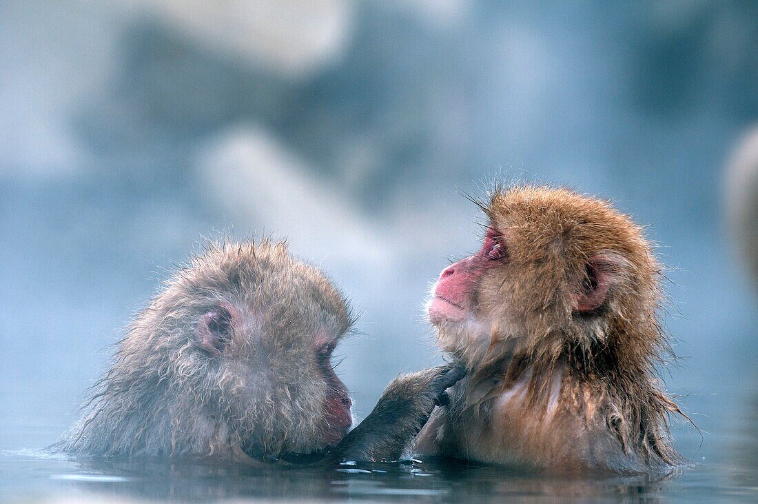 Japanese macaque or snow japanese monkey in onsen (Macaca fuscata),Japan.