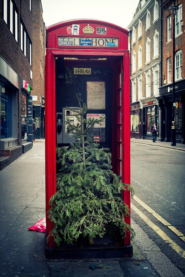 Primer plano de una cabina telefónica roja con un árbol de navidad dentro. Soho, Ciudad de Westminster, West End, London, UK. Europa.