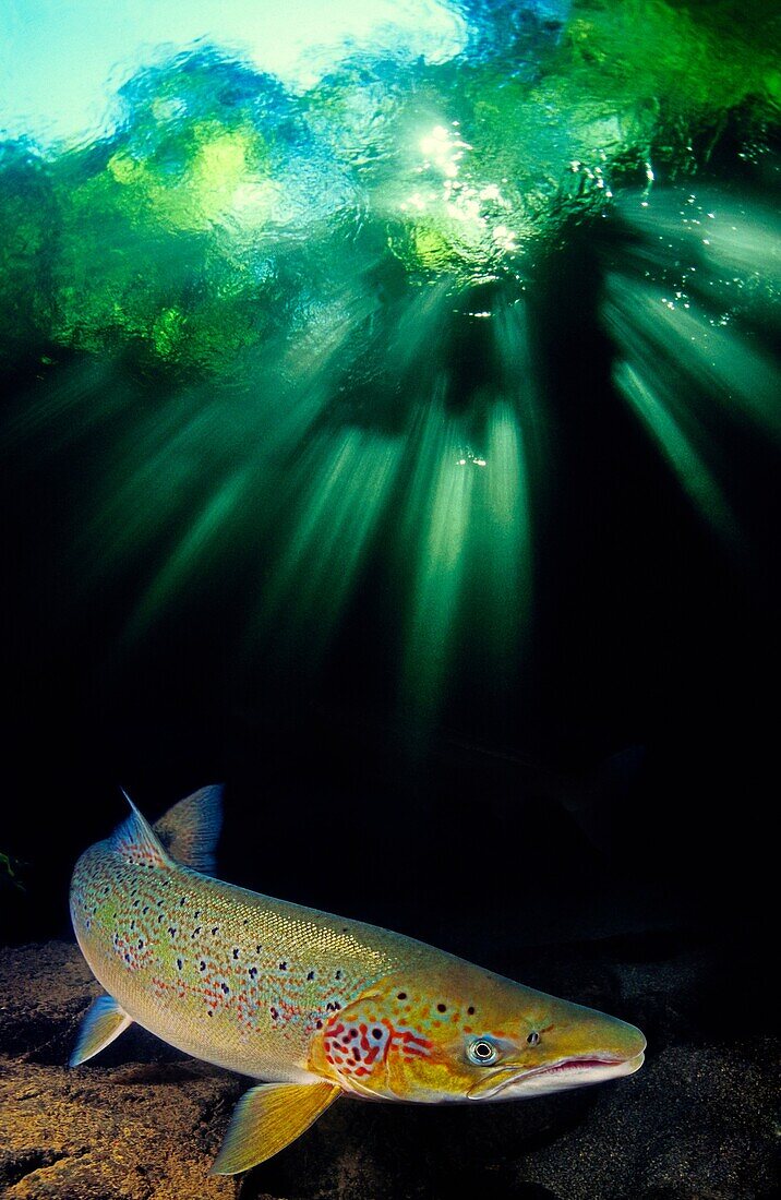 Freshwater Rivers. Atlantic Salmon (Salmo salar). Sella river. Asturias. Spain