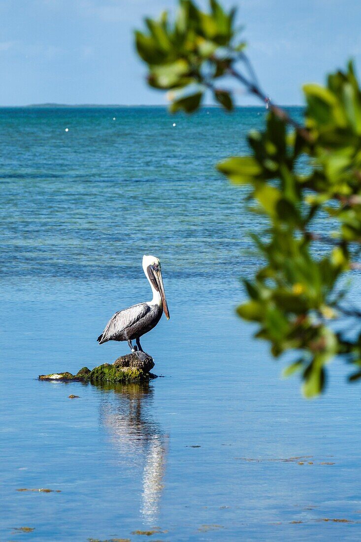 Florida, Upper Florida Keys, Key Largo, Florida Bay, Florida Keys Center, centre, Laura Quinn Wild Bird Sanctuary, refuge, pelican