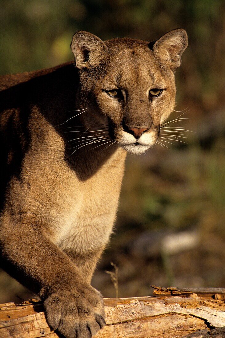 Cougar (Puma concolor)- captive specimen, Columbia Falls, Montana, USA.