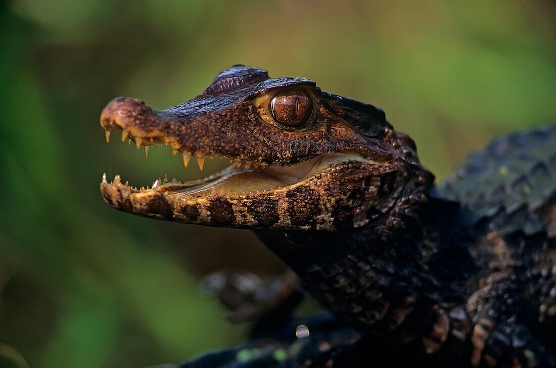 Spectacled caiman (Caiman crocodilus) captive specimen, Native to South America
