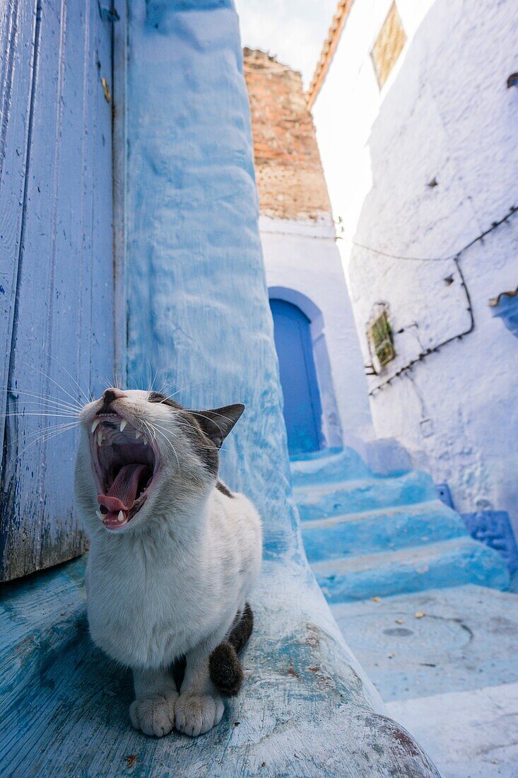Morocco, Chefchaouen, Medina, Cat yawning in blue alley