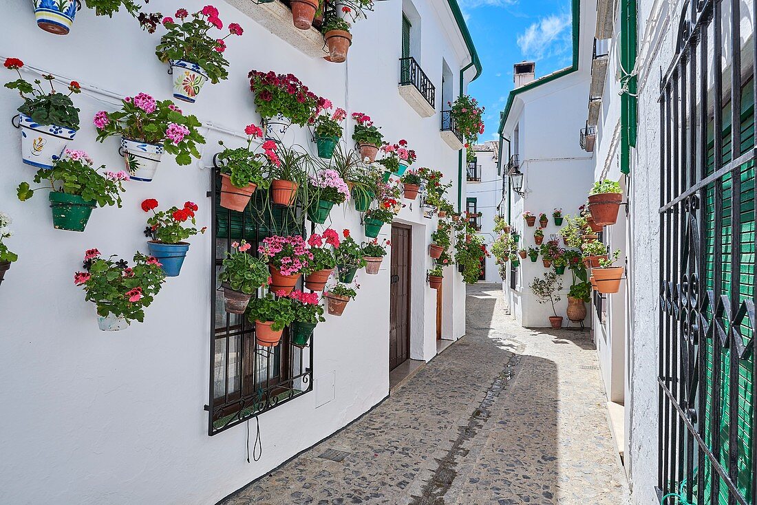 Flowerpots in Barrio de la Villa (old quarter), Priego de Cordoba, Sierra de la Subbetica, Route of the Caliphate, Cordoba province, Andalusia, Spain.