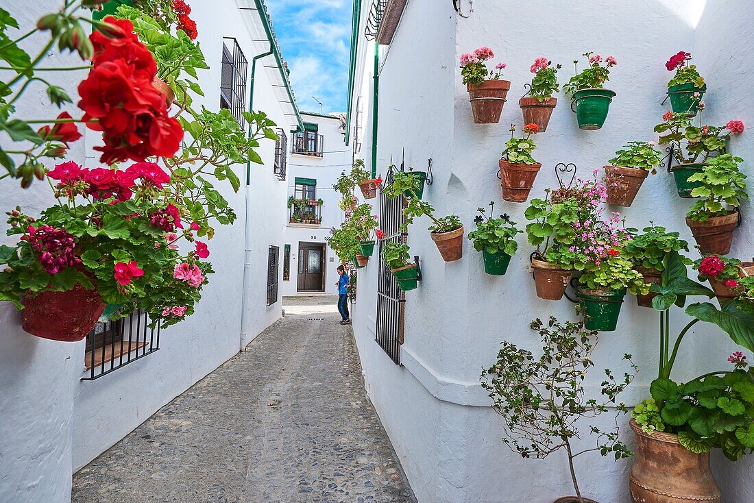 Flowerpots in Barrio de la Villa (old quarter), Priego de Cordoba, Sierra de la Subbetica, Route of the Caliphate, Cordoba province, Andalusia, Spain.