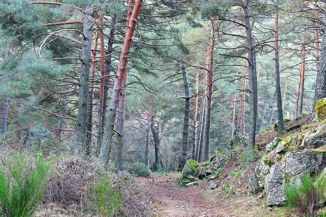 Hornillo road in the Sierra de Guadarrama. Robledondo. Madrid. Spain. Europe.