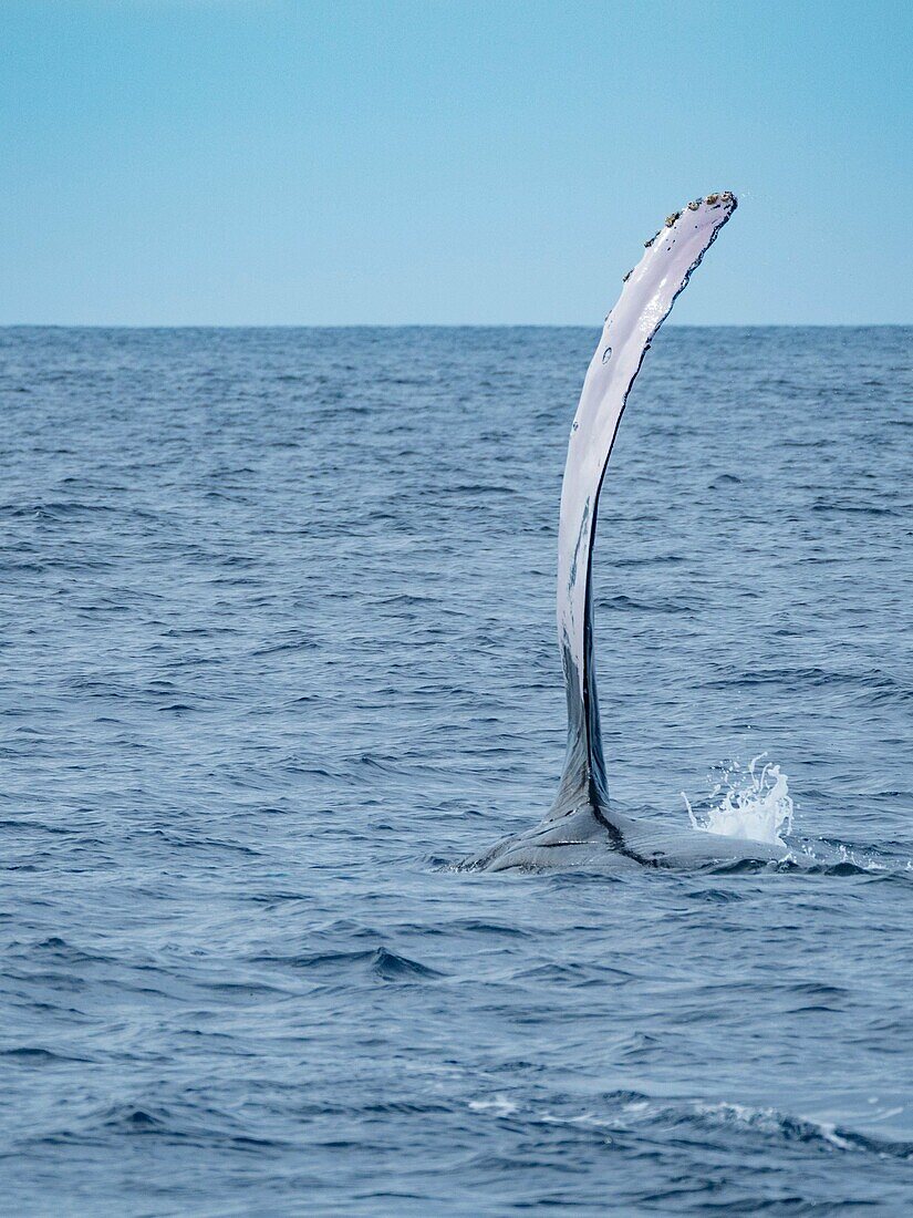 Maui Humpback Whale Pectoral Fin Slap.