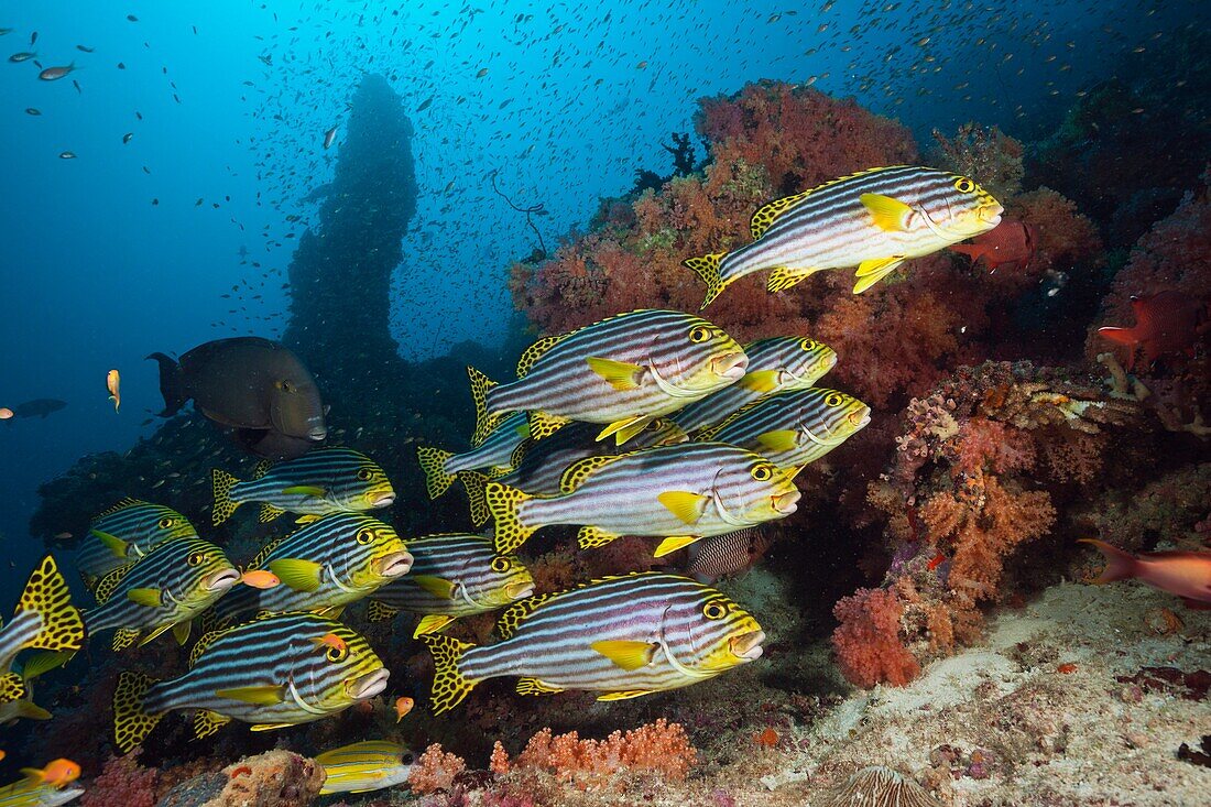 Shoal of Oriental Sweetlips, Plectorhinchus vittatus, South Male Atoll, Maldives.