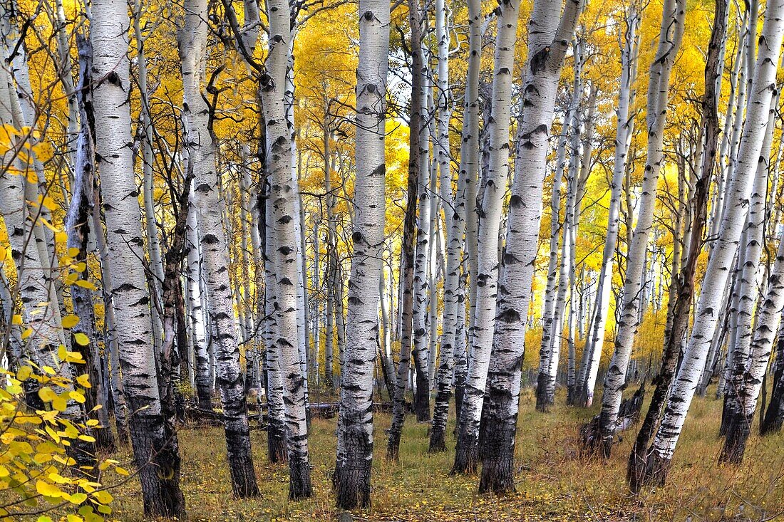 Fall colors have arrived at the Kolob Plateau in Southern Utah.