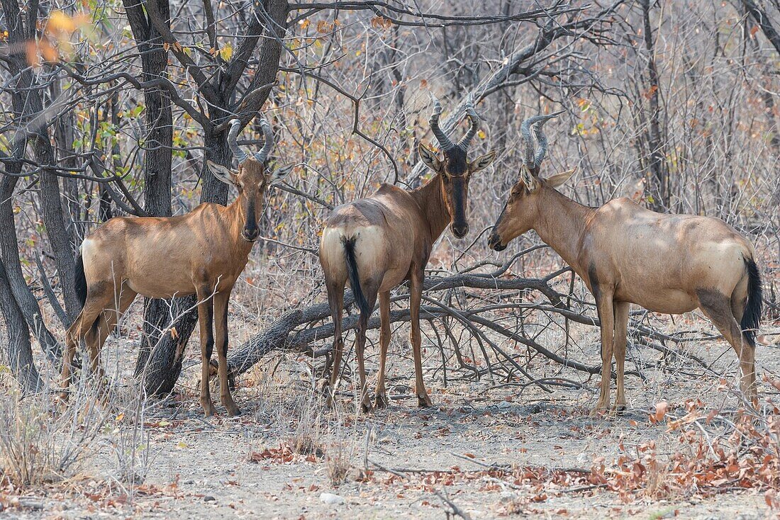 Alcelafo (Alcelaphus buselaphus Caama). Etosha National Park. Namibia. Africa