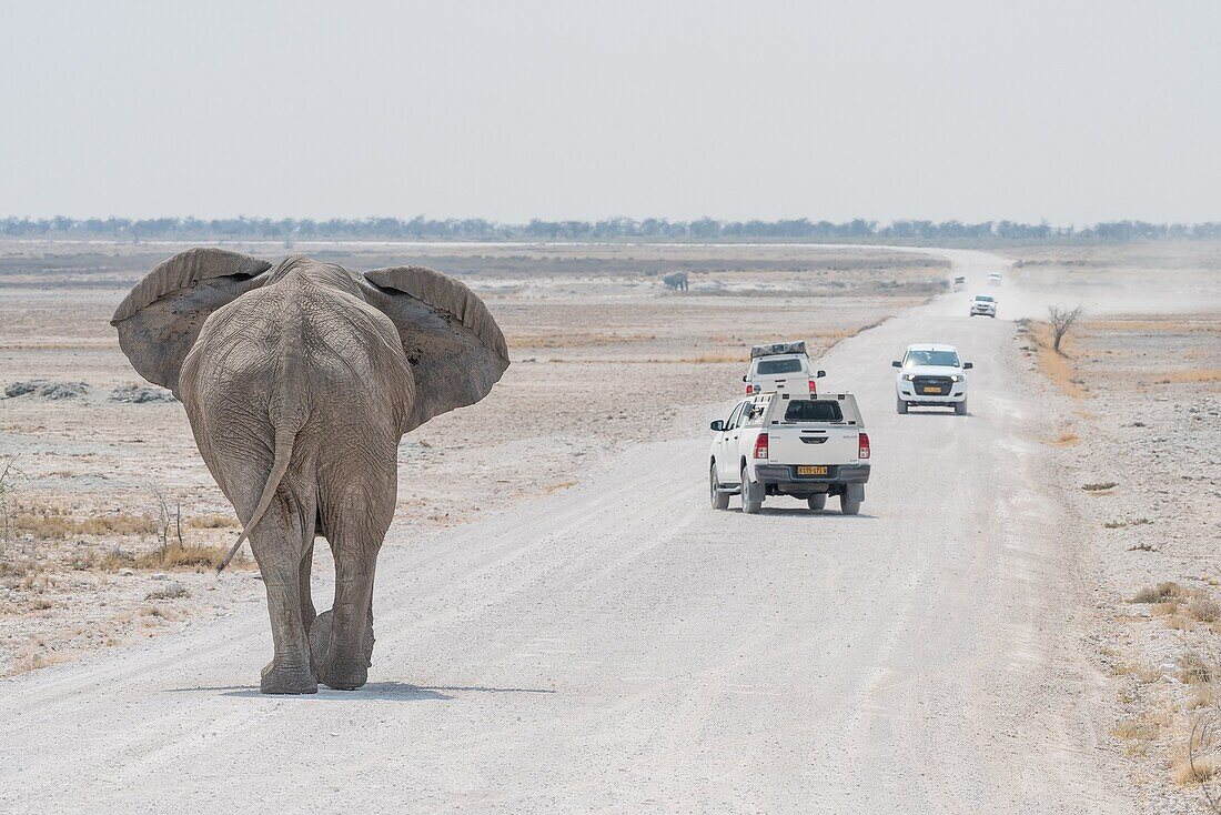 African savannah elephant (Loxodonta africana). Etosha National Park. Namibia. Africa