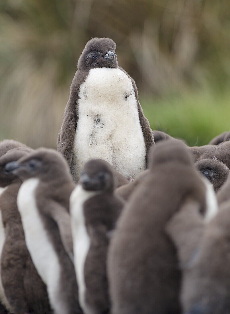 Rockhopper Penguin (Eudyptes chrysocome), subspecies western rockhopper penguin (Eudyptes chrysocome chrysocome). chick. South America, Falkland Islands, January.