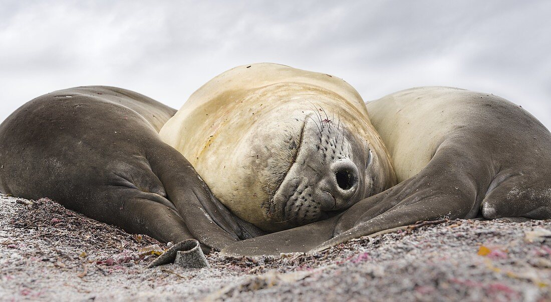 Southern elephant seal (Mirounga leonina), male, after breeding period on the Falkland Islands. South America, Falkland Islands, January.
