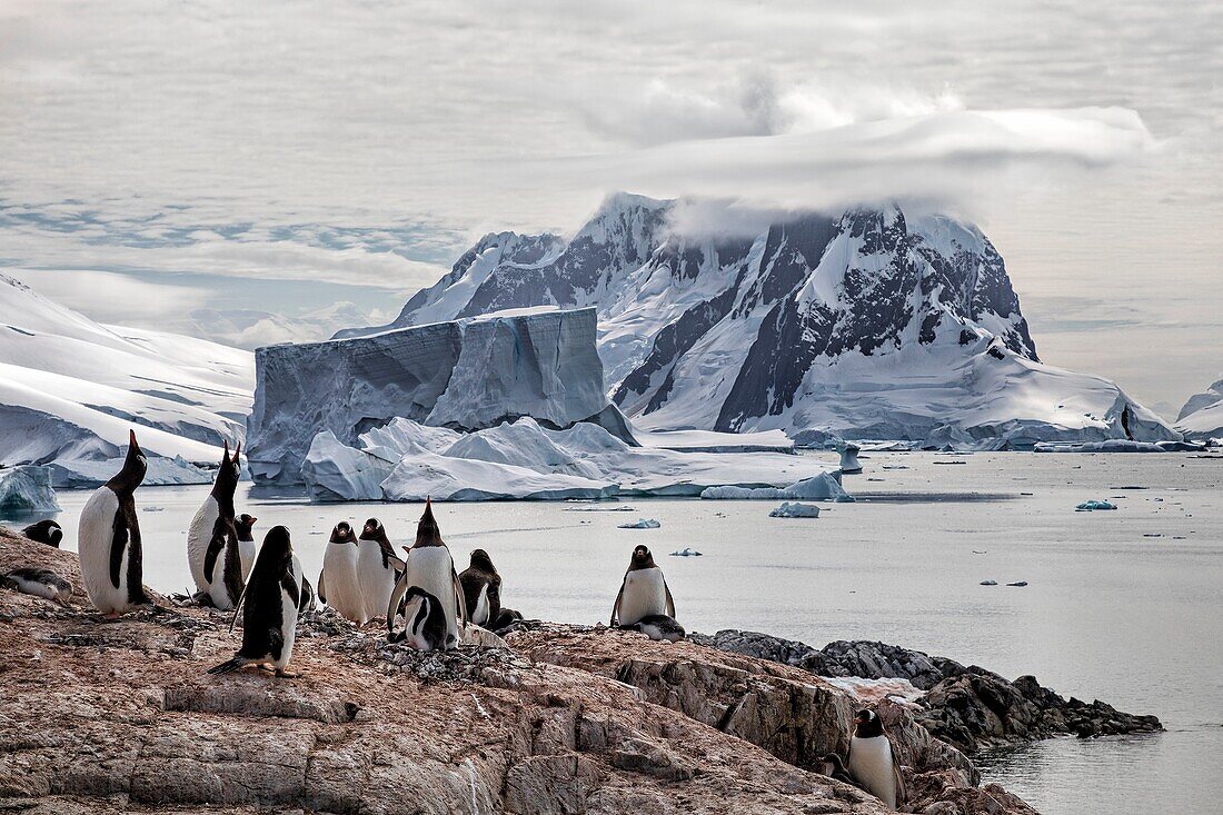 Gentoo penguin colony on a rocky outcropping on Petermann Island with a large iceberg and mountain backdrop along the Antarctic Peninsula.