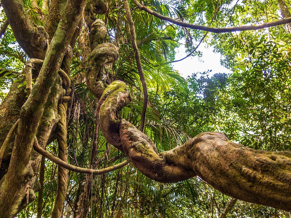 A twisted tree trunk ina vine-covered tropicl forest, Queensland, Australia.