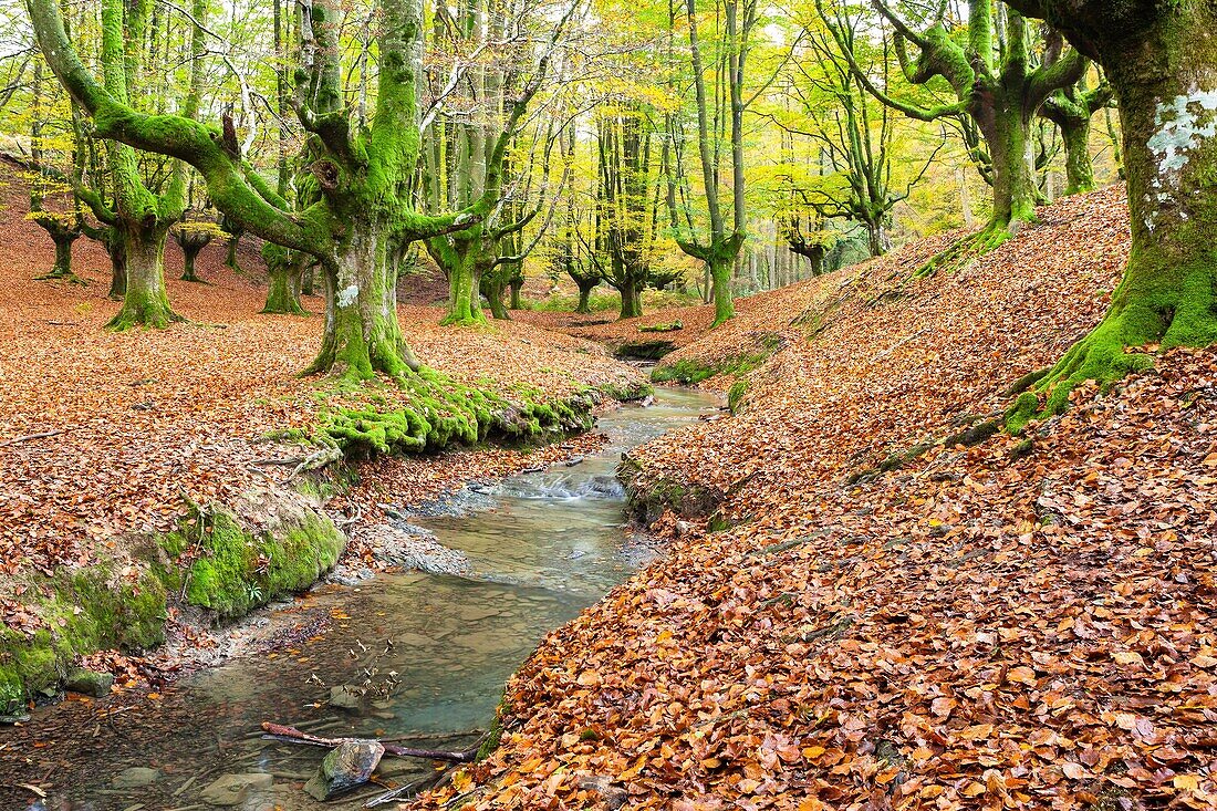 Hayedo de Otzarreta (Otzarreta Beechwood), Basque Country, Spain