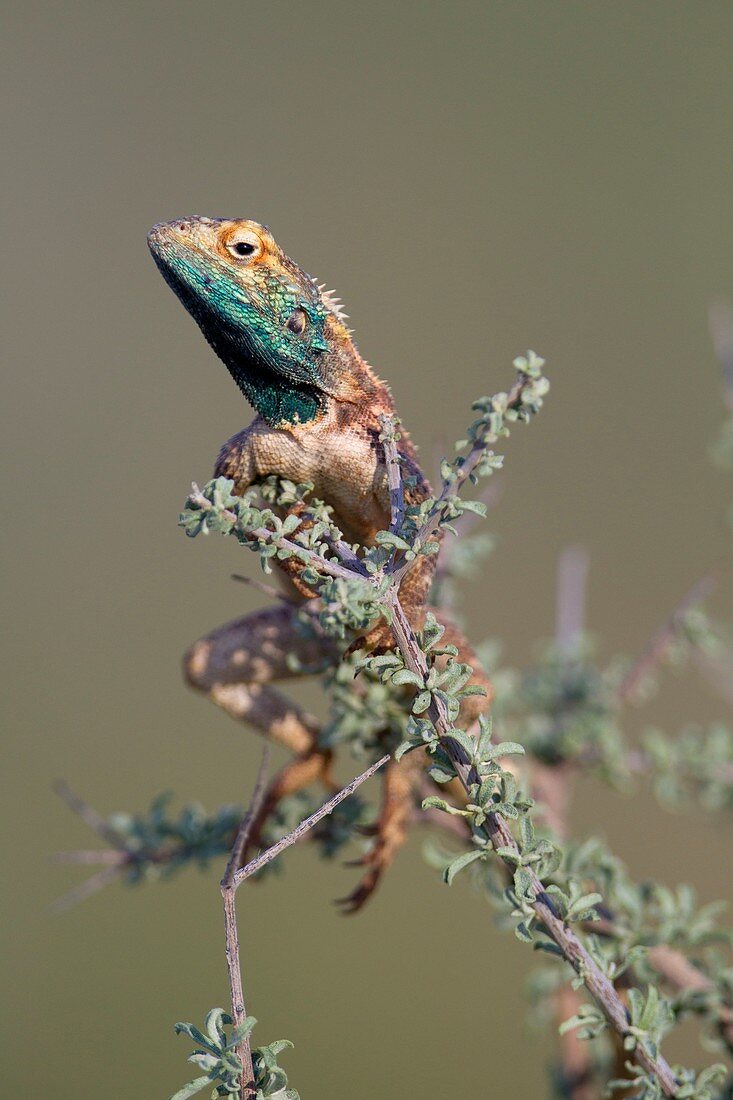 Ground agama (Agama aculeta), Kgalagadi Transfrontier Park, Kalahari desert, South Africa/Botswana.