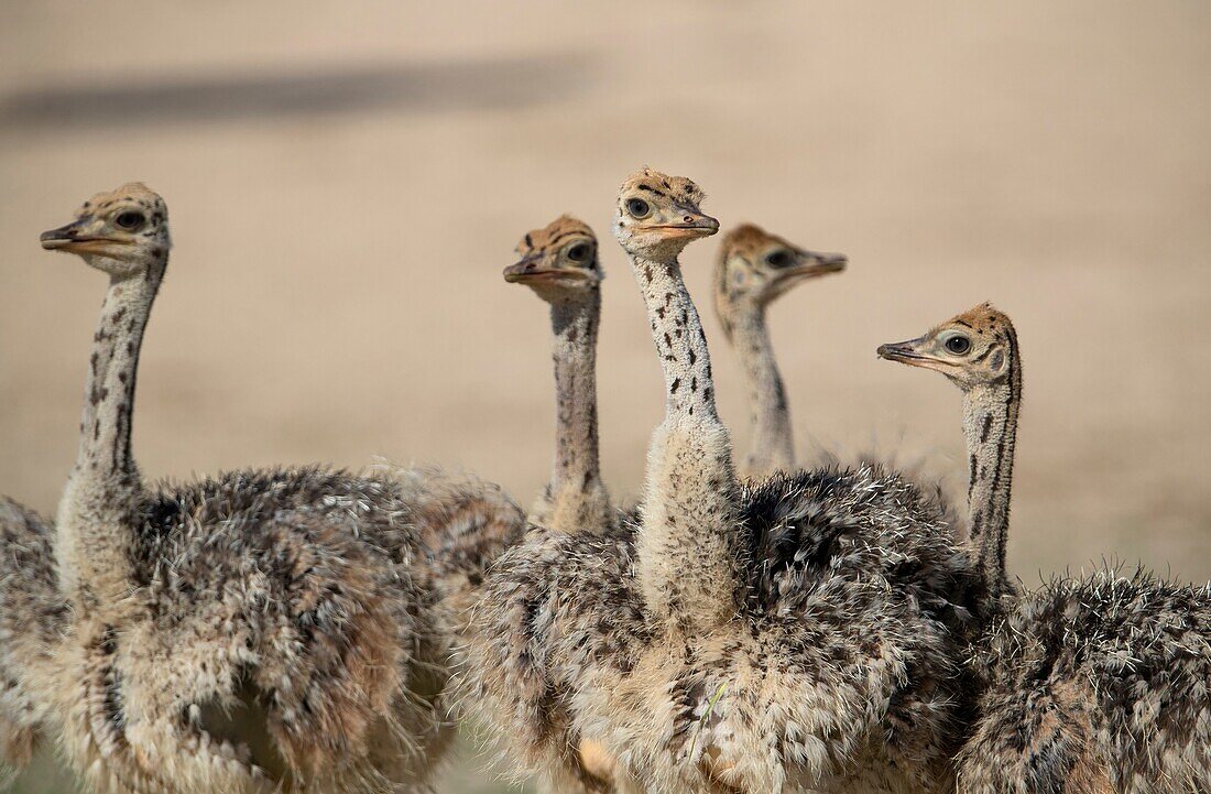Common ostrich (Struthio camelus) - Youngs, Kgalagadi Transfrontier Park, Kalahari desert, South Africa.
