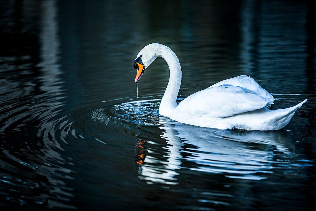 Höckerschwan (Cygnus olor)