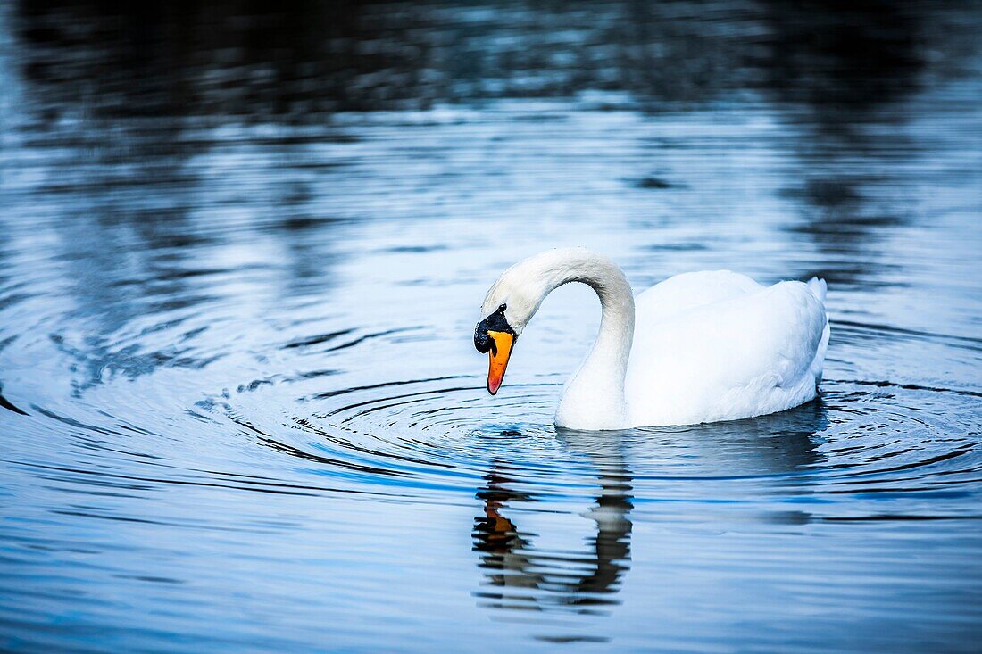 Höckerschwan (Cygnus olor)