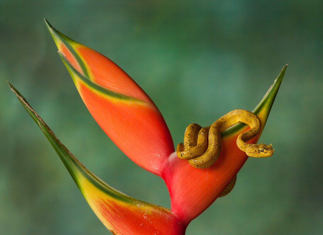 Eyelash Viper, Horned Palm Viper, Bothriechis schlegelii, Schlegelâ.s Palm Viper, is a relatively small arboreal pit viper. It has supraciliary scales over each eye which look like eyelashes. Found from Mexico to Colombia.